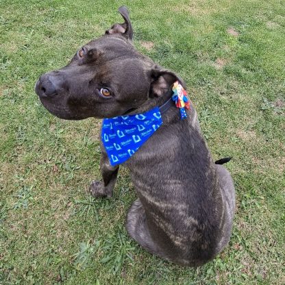 Dog Bandana - Image 2