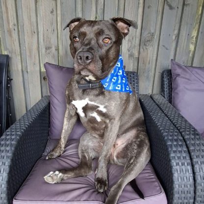 Dog Bandana - Image 3